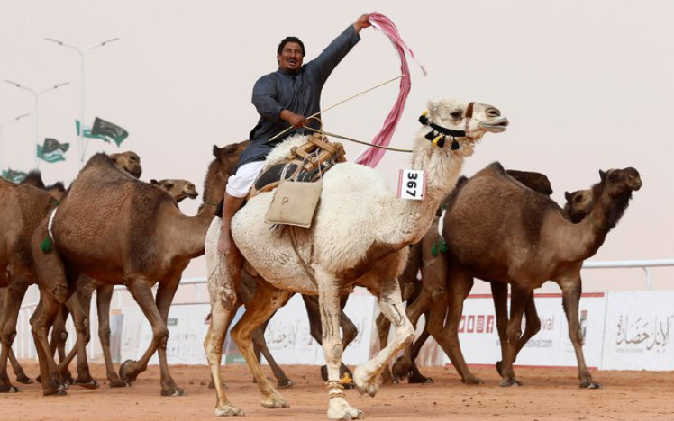 Ý nghĩa văn hóa của cuộc thi đua lạc đà